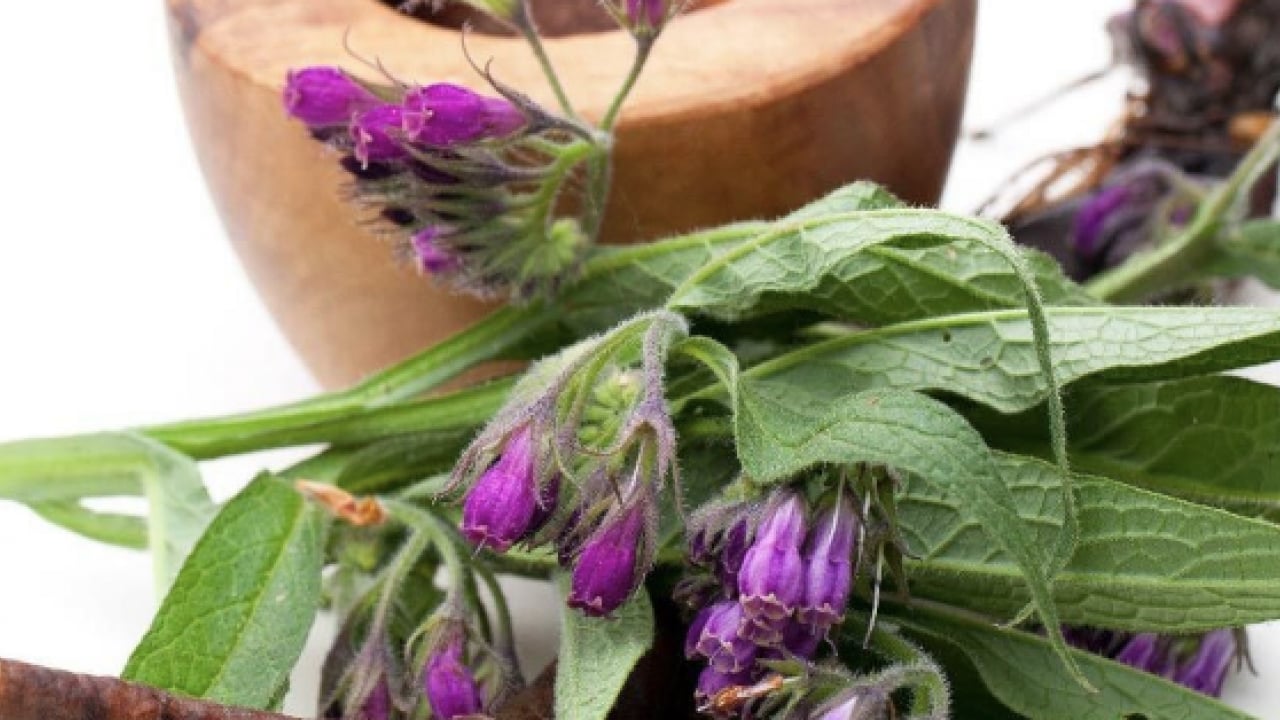 Foto - O detaya bakın ve karar verin: Karakafes Otunun Faydaları Nelerdir?