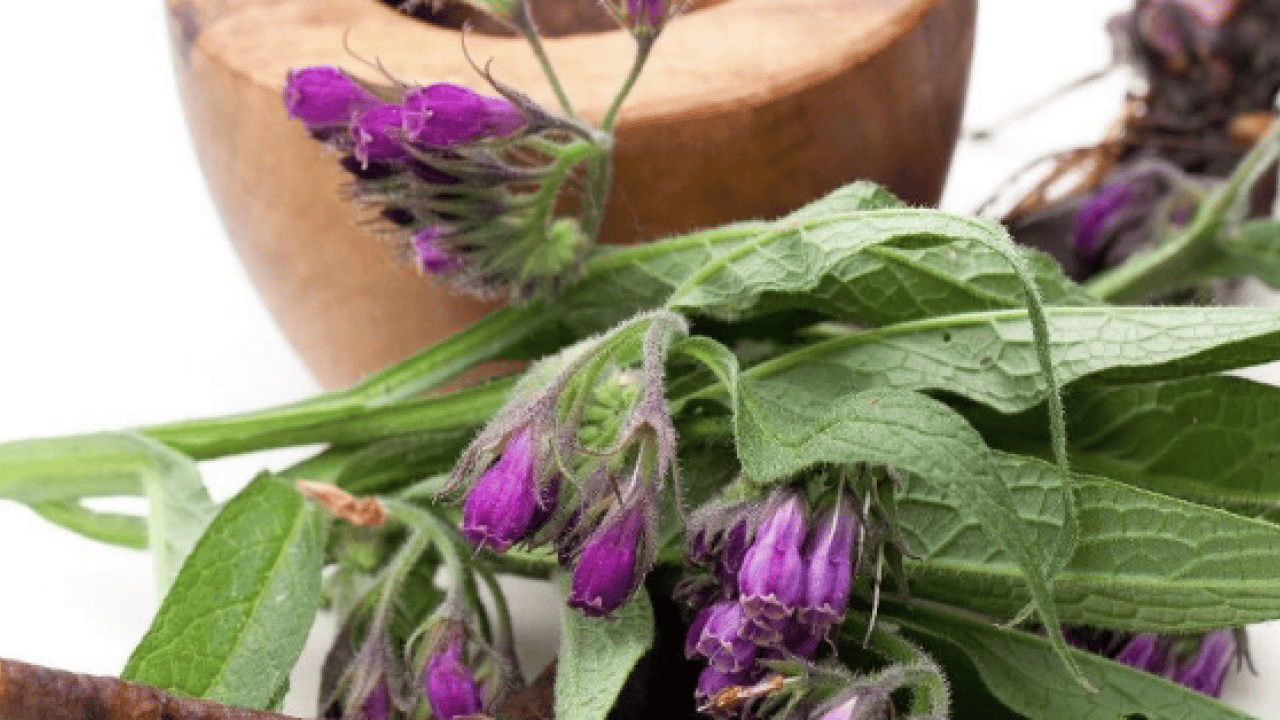 Foto - O detaya bakın ve karar verin: Karakafes Otunun Faydaları Nelerdir?