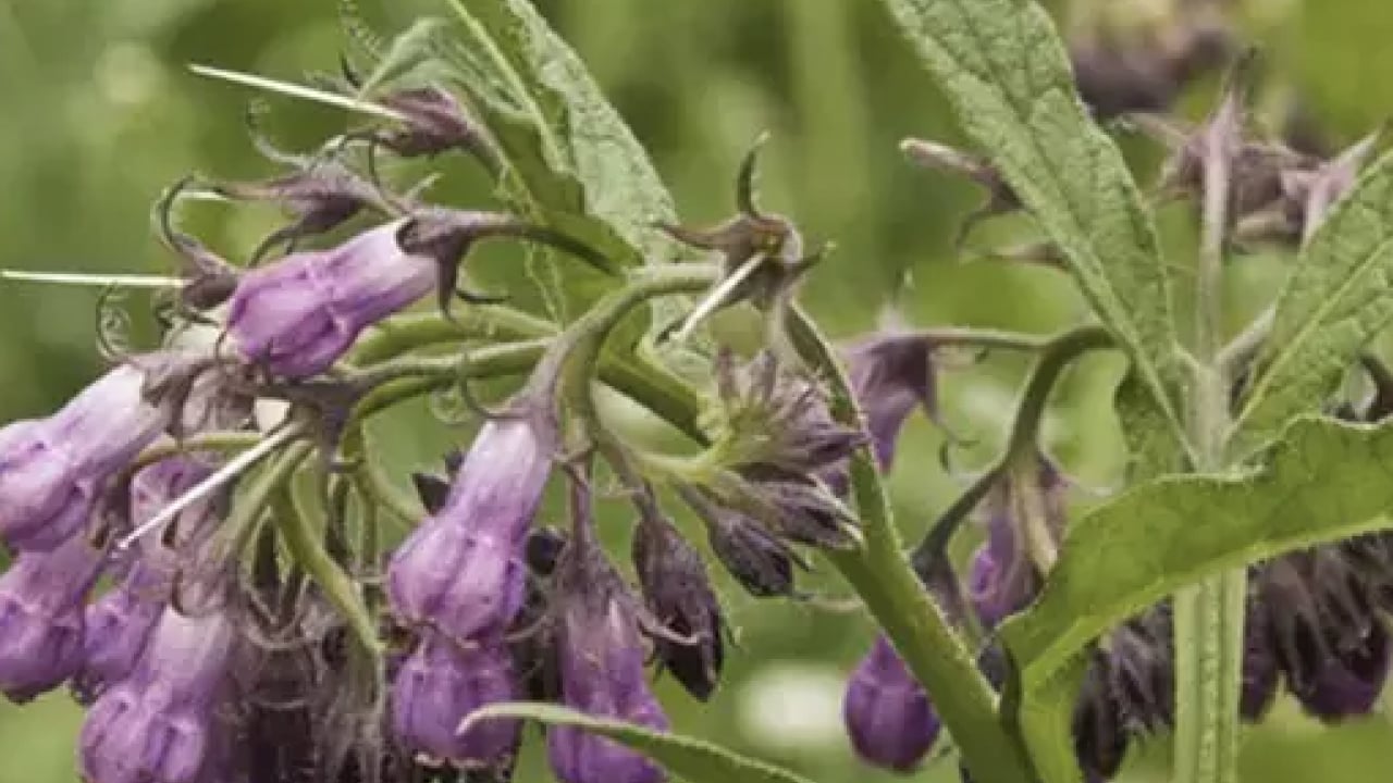 Foto - O detaya bakın ve karar verin: Karakafes Otunun Faydaları Nelerdir?