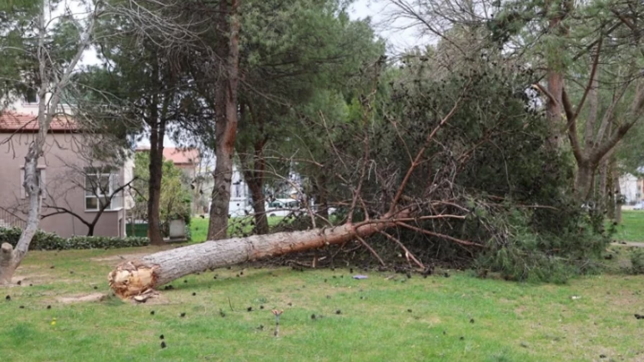 Foto - O ilde hayat felç oldu: Ağaçlar devrildi, otomobiller zarar gördü!