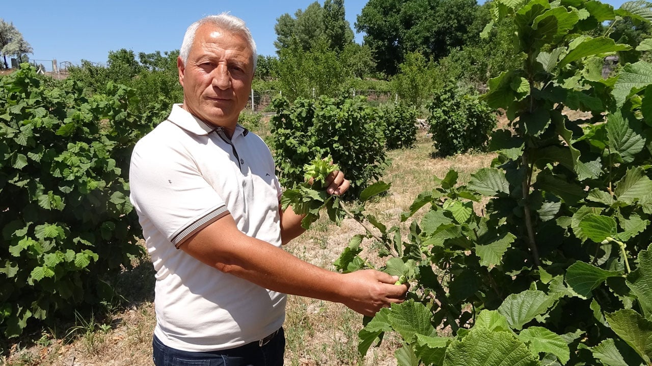 O ilimizde 3 yıldır fındık yetiştiriyor! Bozkırda olmaz dediler, o başardı