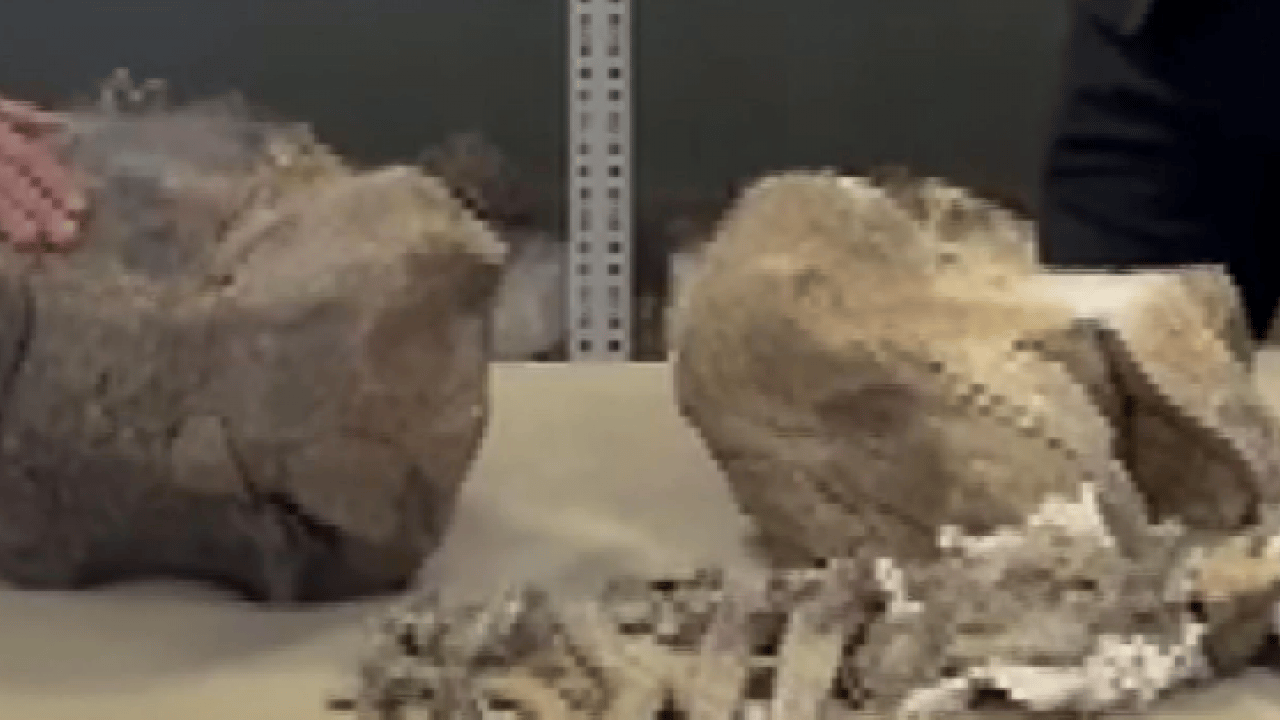 Foto - O ilimizde 30 milyon yıllık keşif! Dünyanın gelmiş geçmiş en büyüklerinden biri