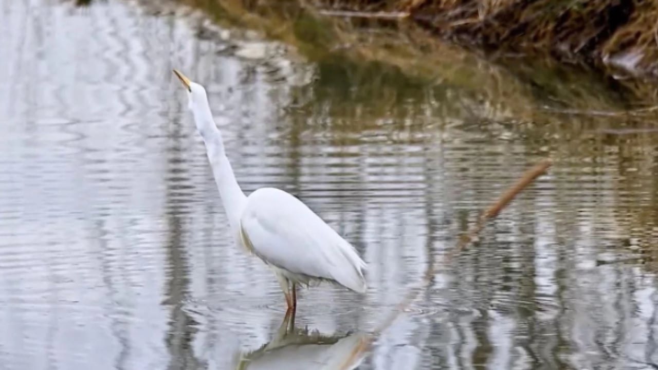Foto - O ilimizde dikkat çeken görüntü! Nesli tükenmek üzere olan hayvan görüldü