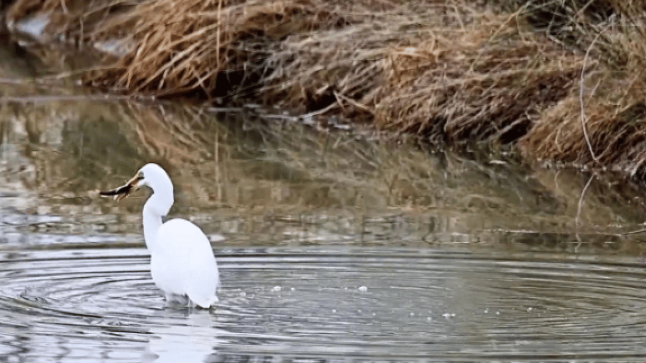 Foto - O ilimizde dikkat çeken görüntü! Nesli tükenmek üzere olan hayvan görüldü