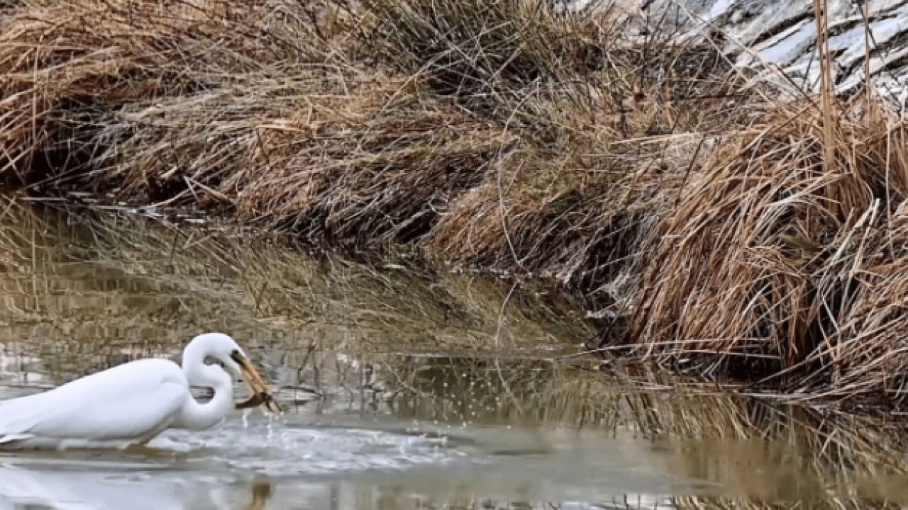 Foto - O ilimizde dikkat çeken görüntü! Nesli tükenmek üzere olan hayvan görüldü