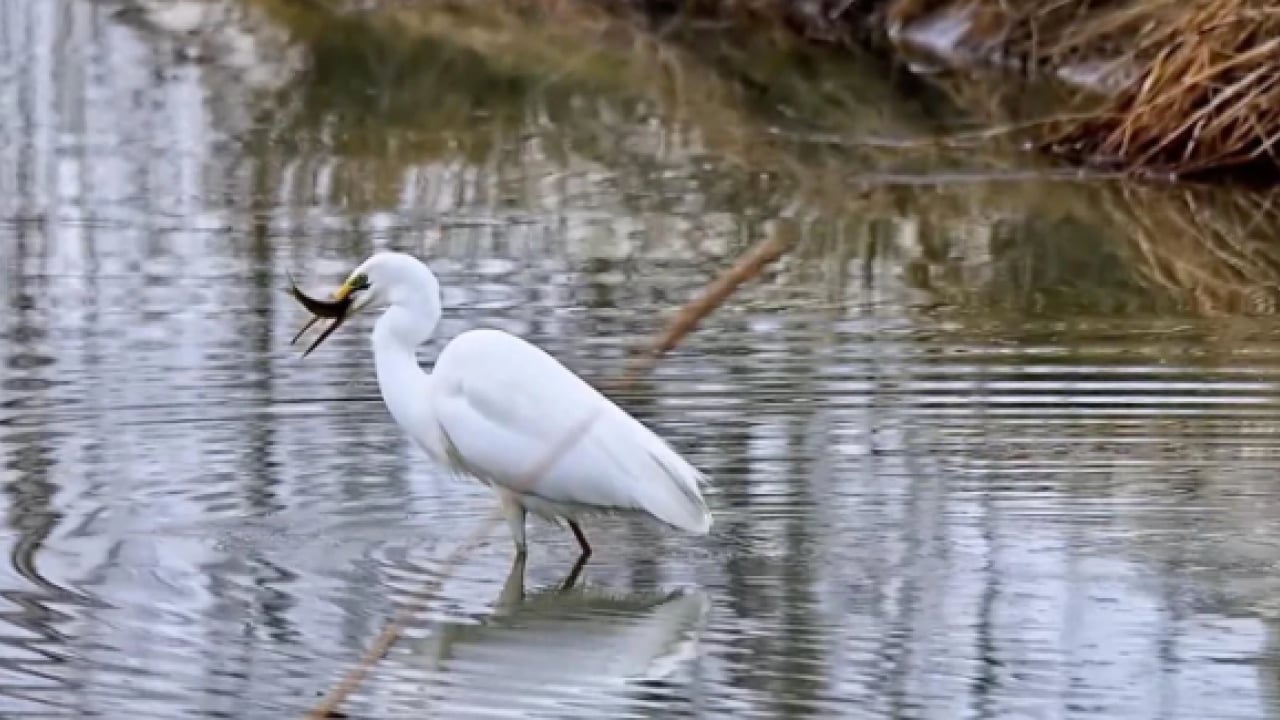 Foto - O ilimizde dikkat çeken görüntü! Nesli tükenmek üzere olan hayvan görüldü