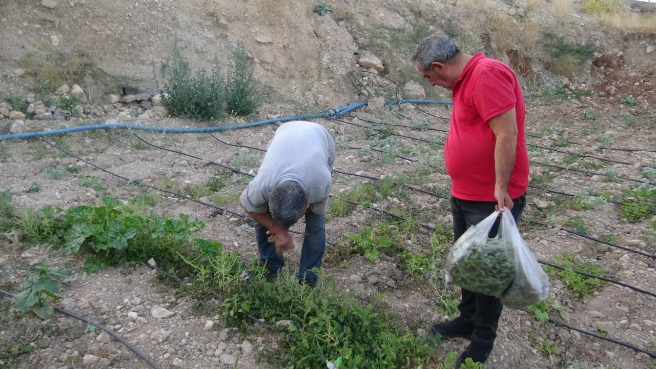 Foto - O ilimizde doğal şifa mesaisi: Bahçelerden toplanan semizotu hem sağlık hem geçim kaynağı 