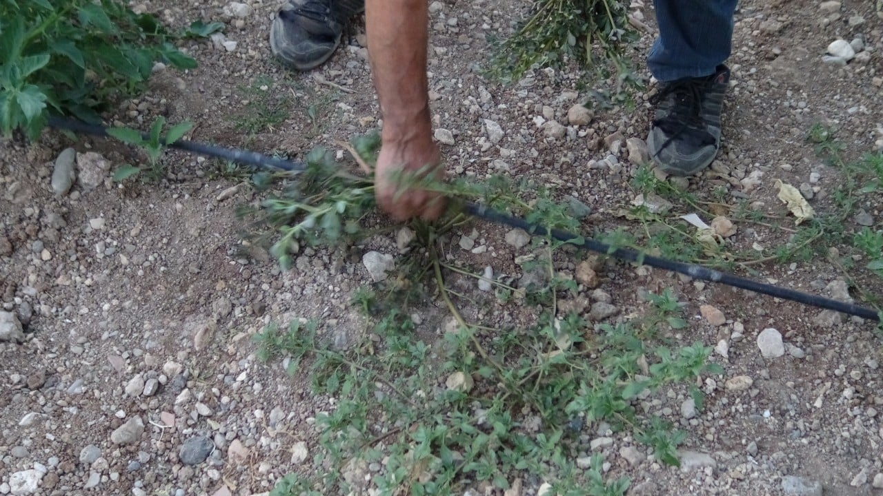 Foto - O ilimizde doğal şifa mesaisi: Bahçelerden toplanan semizotu hem sağlık hem geçim kaynağı 