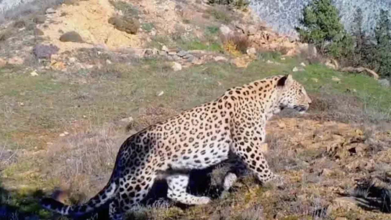 Foto - O ilimizde fotoğraflandı! Avlamanın cezası tam 45 milyon TL