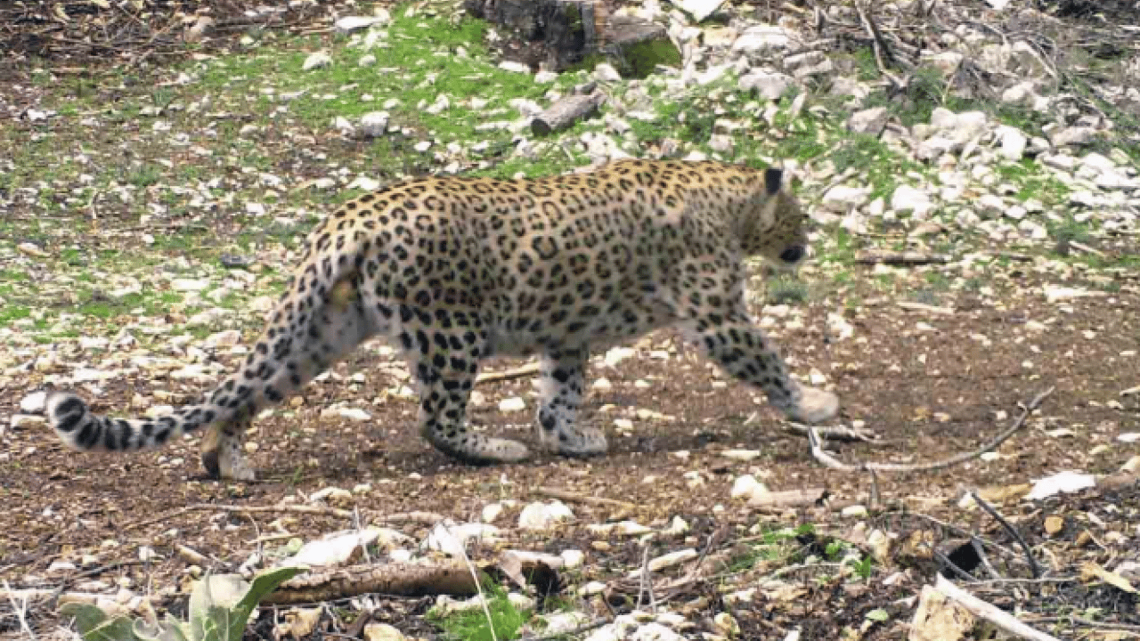 Foto - O ilimizde fotoğraflandı! Avlamanın cezası tam 45 milyon TL