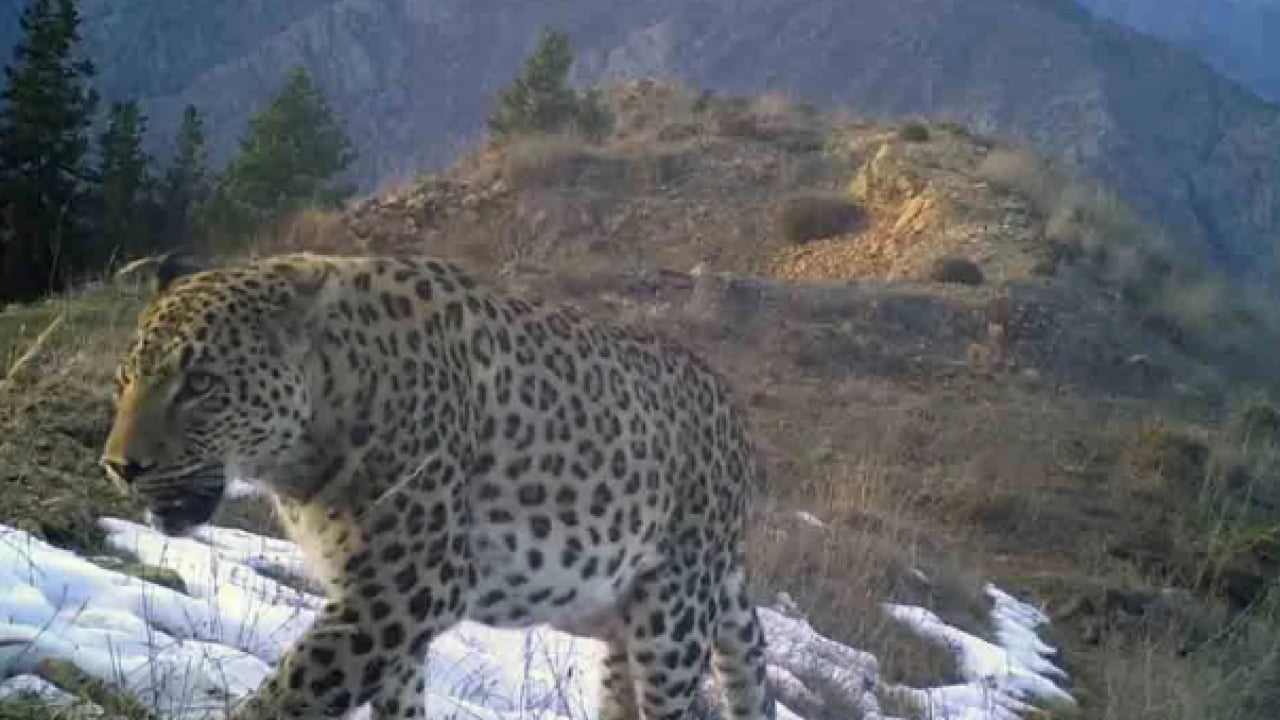 Foto - O ilimizde fotoğraflandı! Avlamanın cezası tam 45 milyon TL