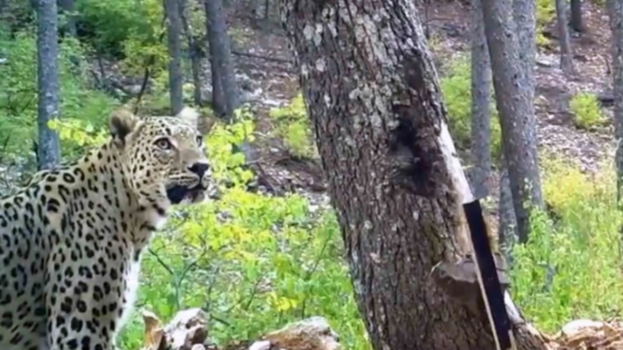 Foto - O ilimizde fotoğraflandı! Avlamanın cezası tam 45 milyon TL