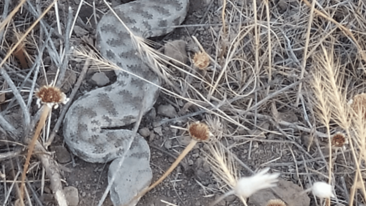 Foto - O ilimizde görüntülendi! Bir ısırığı can almaya yetiyor