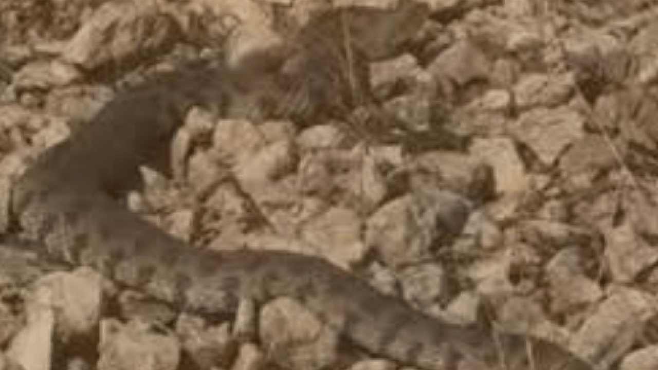 Foto - O ilimizde görüntülendi! Bir ısırığı can almaya yetiyor