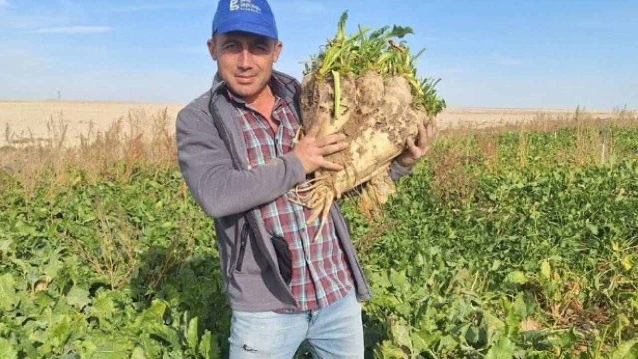 O ilimizde hasat edildi! Tam 24 kiloluk görenleri şoke etti