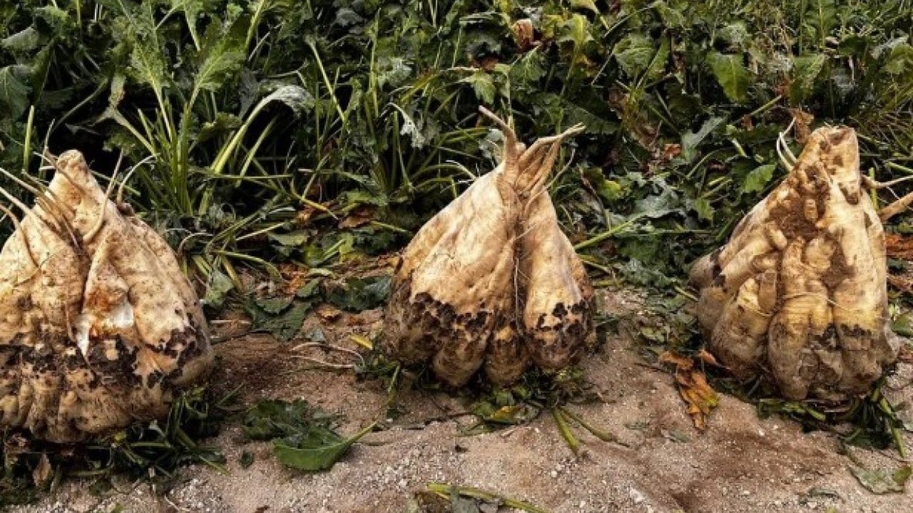 Foto - O ilimizde hasat edildi! Tam 24 kiloluk görenleri şoke etti