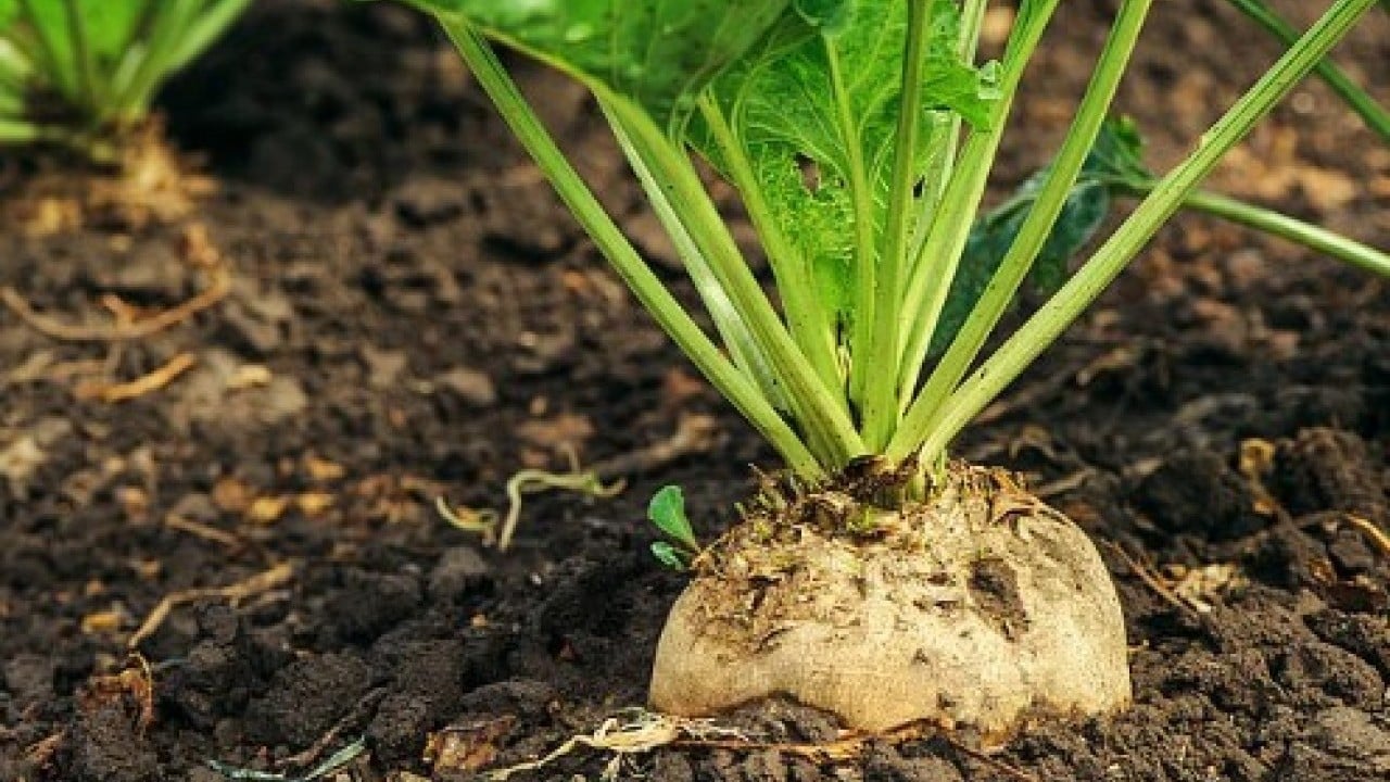 Foto - O ilimizde hasat edildi! Tam 24 kiloluk görenleri şoke etti