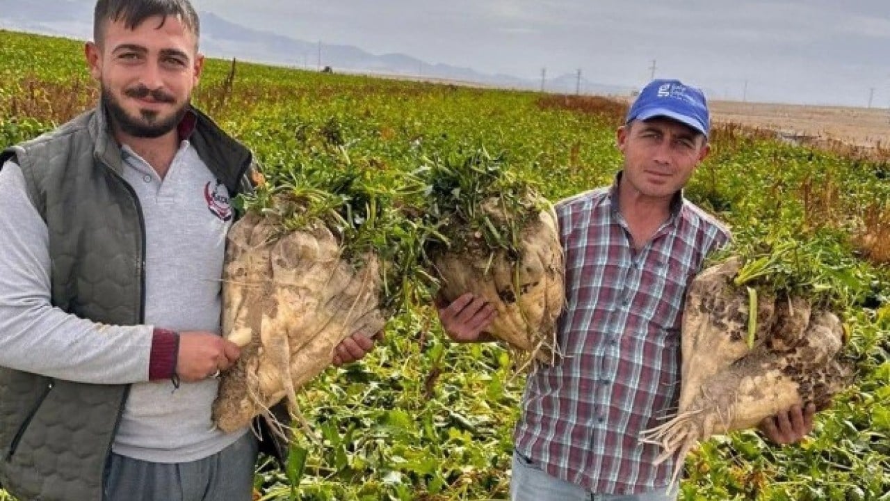 Foto - O ilimizde hasat edildi! Tam 24 kiloluk görenleri şoke etti