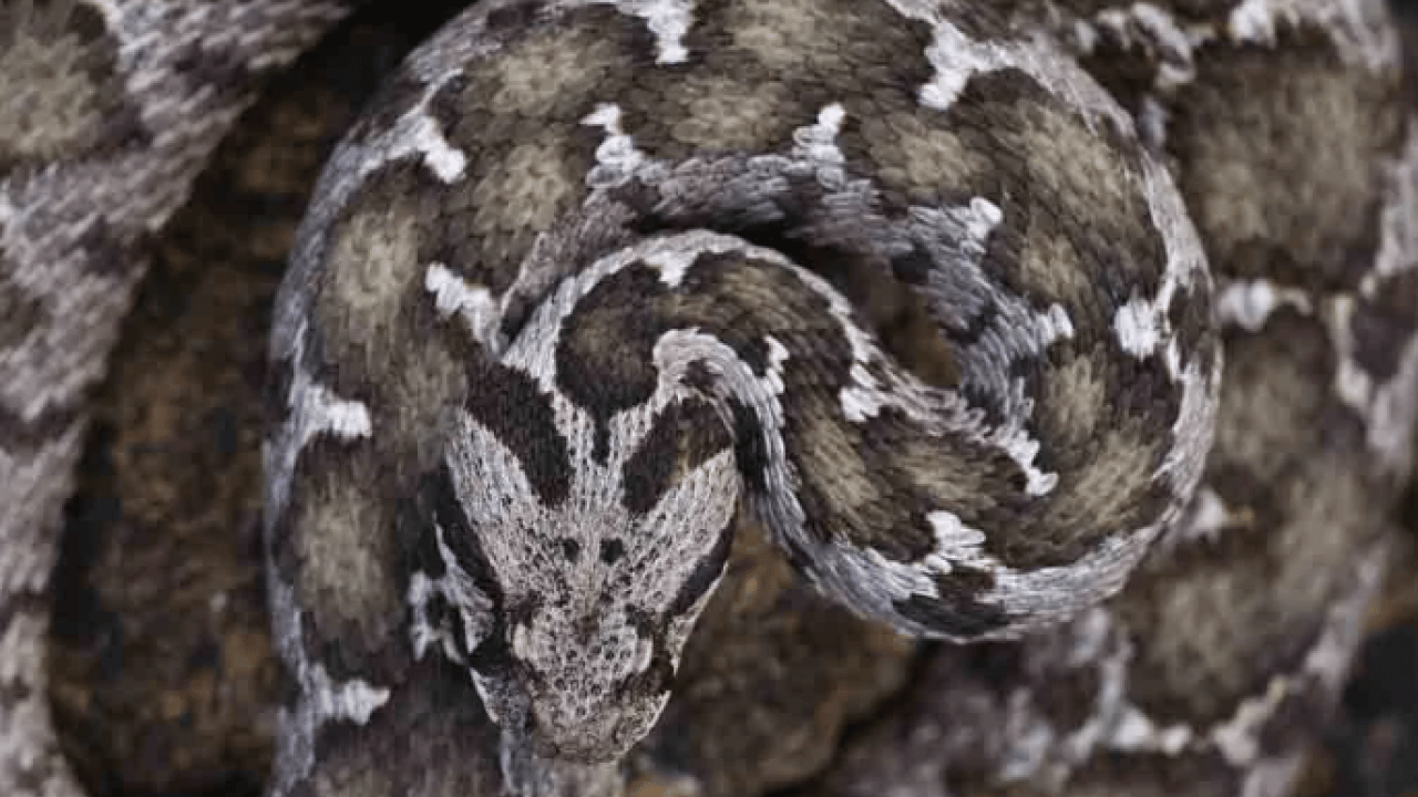 Foto - O ilimizde ilk kez rastlandı! Zehirli Osmanlı engereği görenleri korkuttu