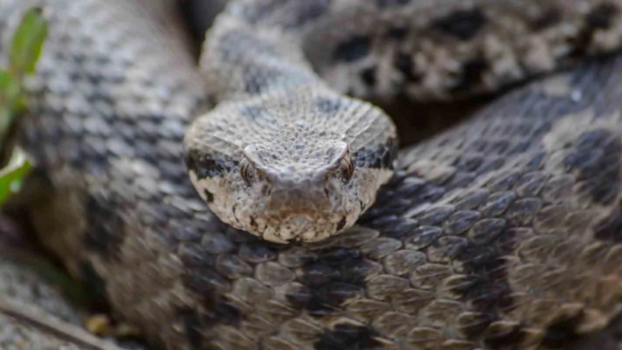 Foto - O ilimizde ilk kez rastlandı! Zehirli Osmanlı engereği görenleri korkuttu