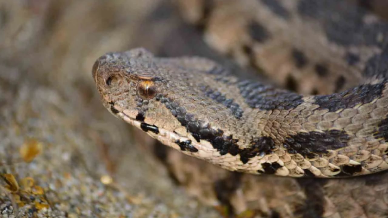 Foto - O ilimizde ilk kez rastlandı! Zehirli Osmanlı engereği görenleri korkuttu