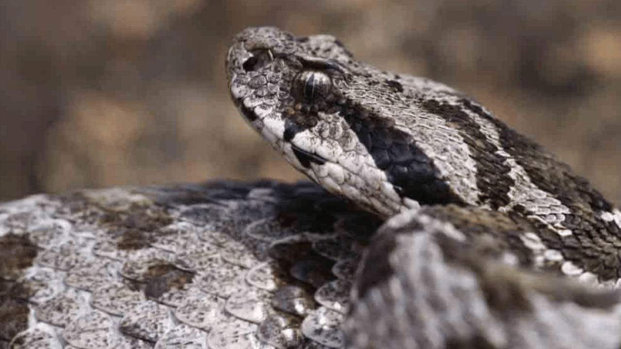 O ilimizde ilk kez rastlandı! Zehirli Osmanlı engereği görenleri korkuttu