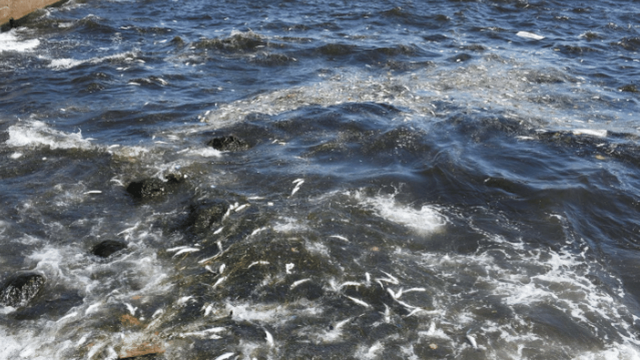Foto - O ilimizde korkutan görüntü! Deniz kahverengiye döndü