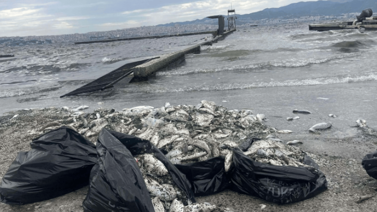 O ilimizde korkutan görüntü! Deniz kahverengiye döndü