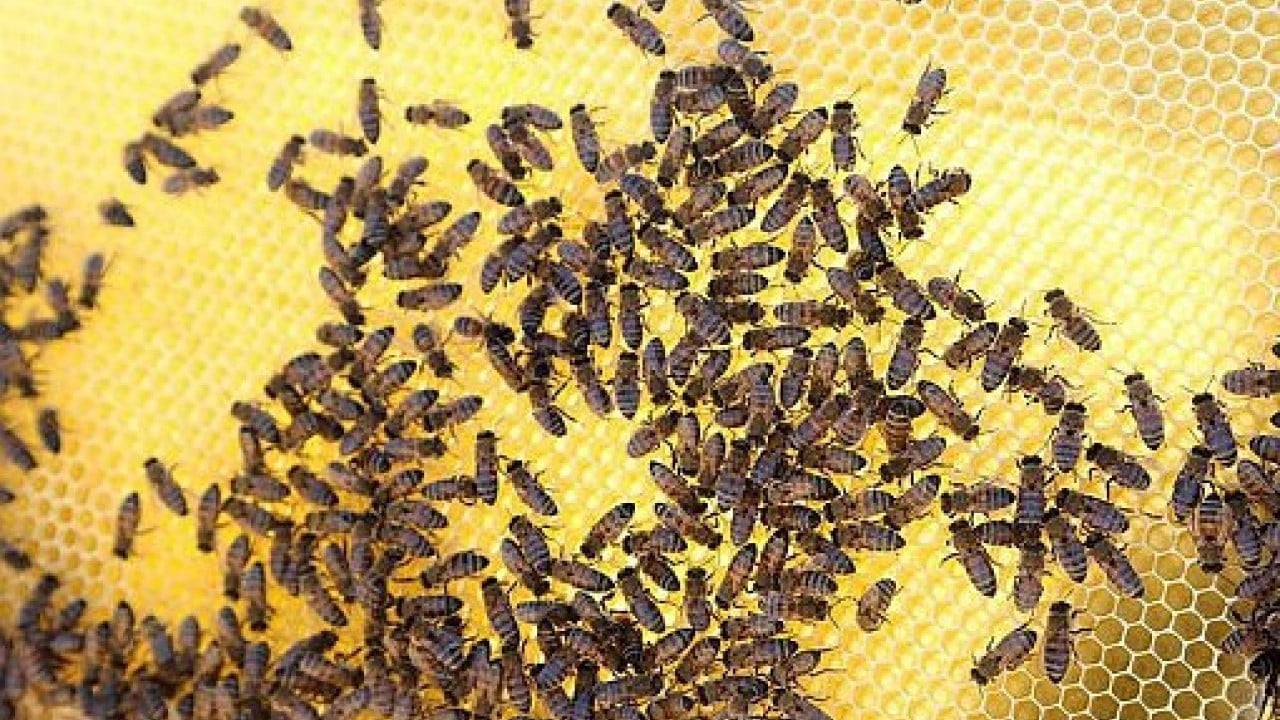 Foto - Bursa'da milyonlarca arı öldü! Sebebi herkesi tedirgin etti