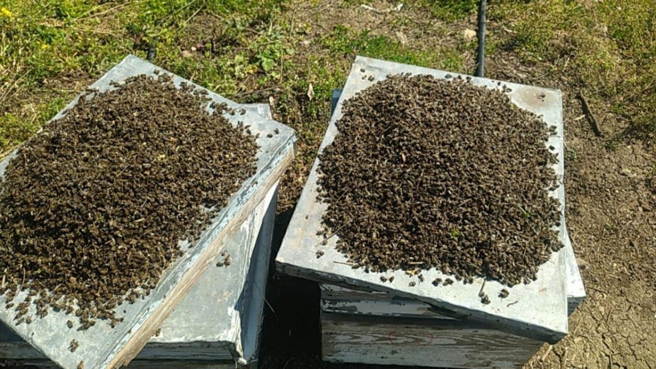 Foto - Bursa'da milyonlarca arı öldü! Sebebi herkesi tedirgin etti