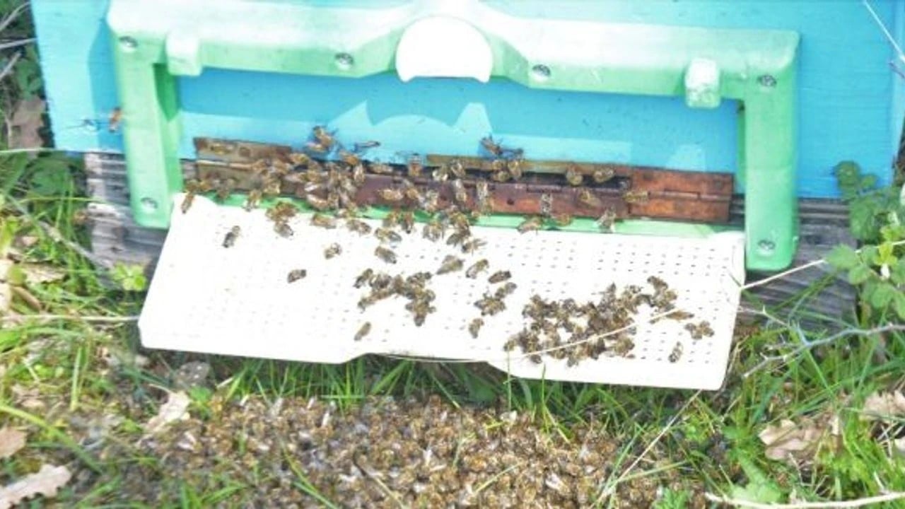 Foto - Bursa'da milyonlarca arı öldü! Sebebi herkesi tedirgin etti