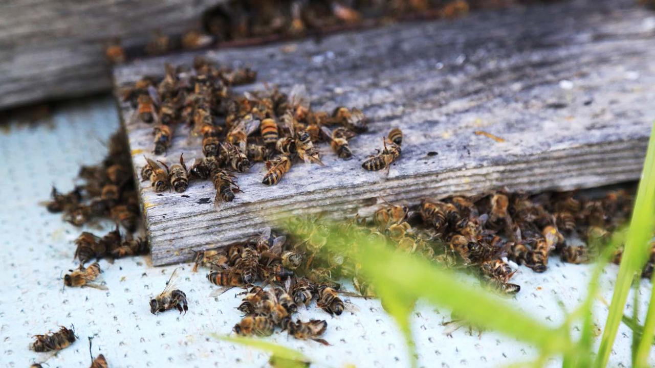 Foto - Bursa'da milyonlarca arı öldü! Sebebi herkesi tedirgin etti