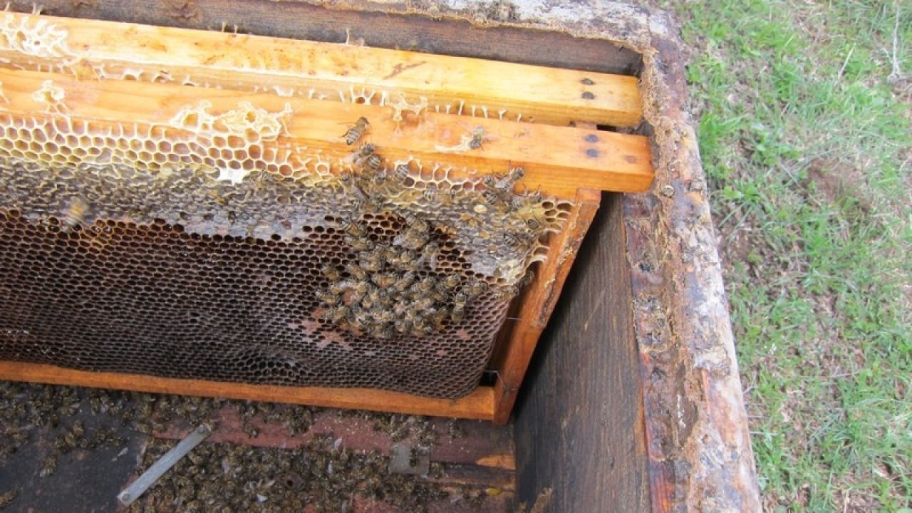 Foto - Bursa'da milyonlarca arı öldü! Sebebi herkesi tedirgin etti