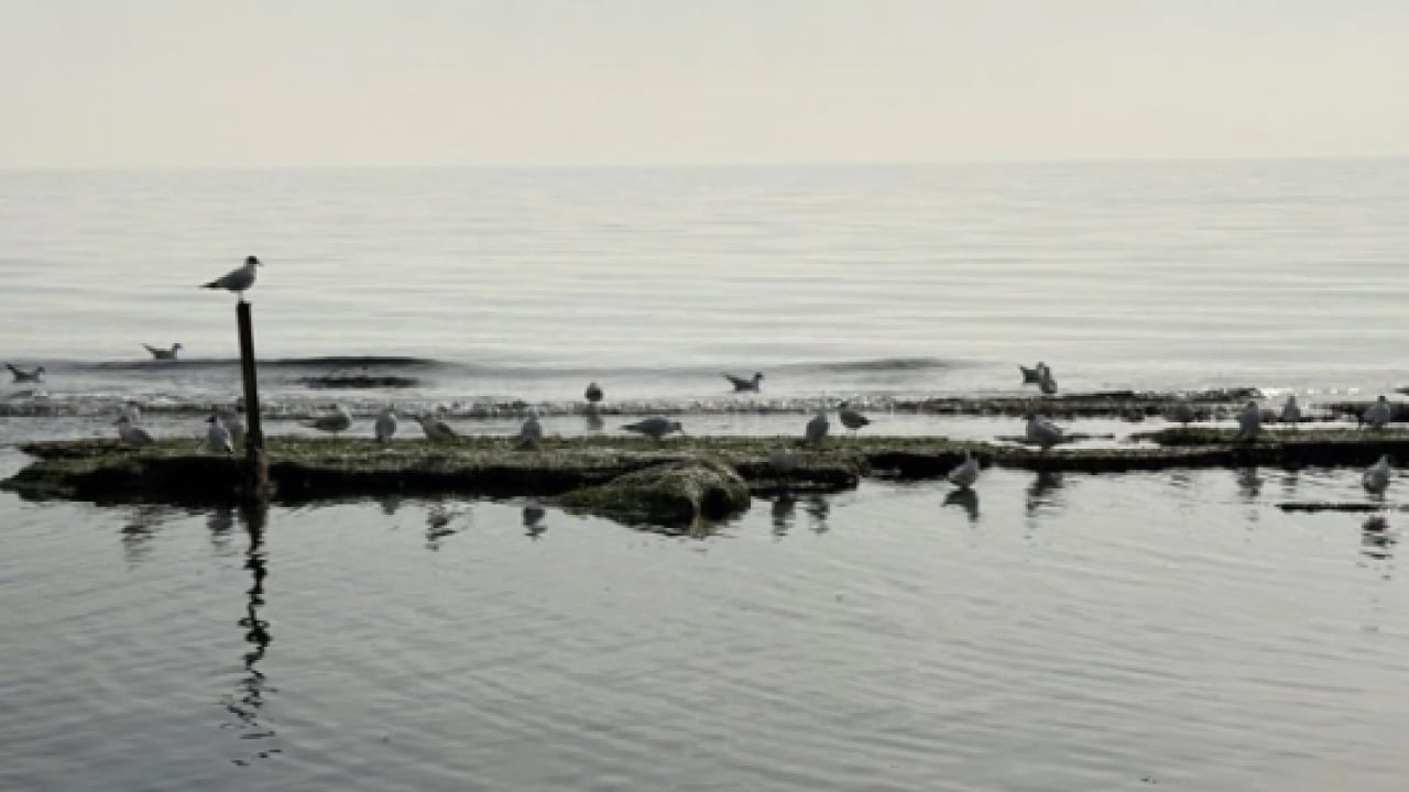 Foto - O ilimizde ortaya çıktı! Deniz 7 metre çekildi 'kral yolu' göründü