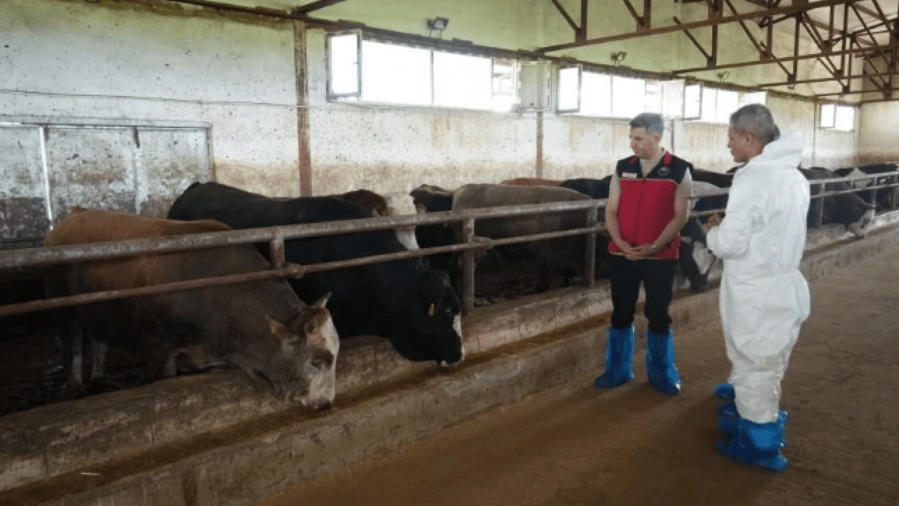 Foto - O ilimizden 50 bin kurbanlık sevk edilecek! Kurban Bayramı öncesi hayvan hareketliliği başladı