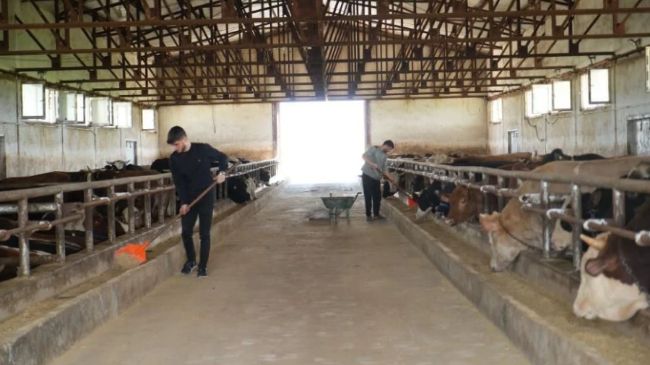 Foto - O ilimizden 50 bin kurbanlık sevk edilecek! Kurban Bayramı öncesi hayvan hareketliliği başladı