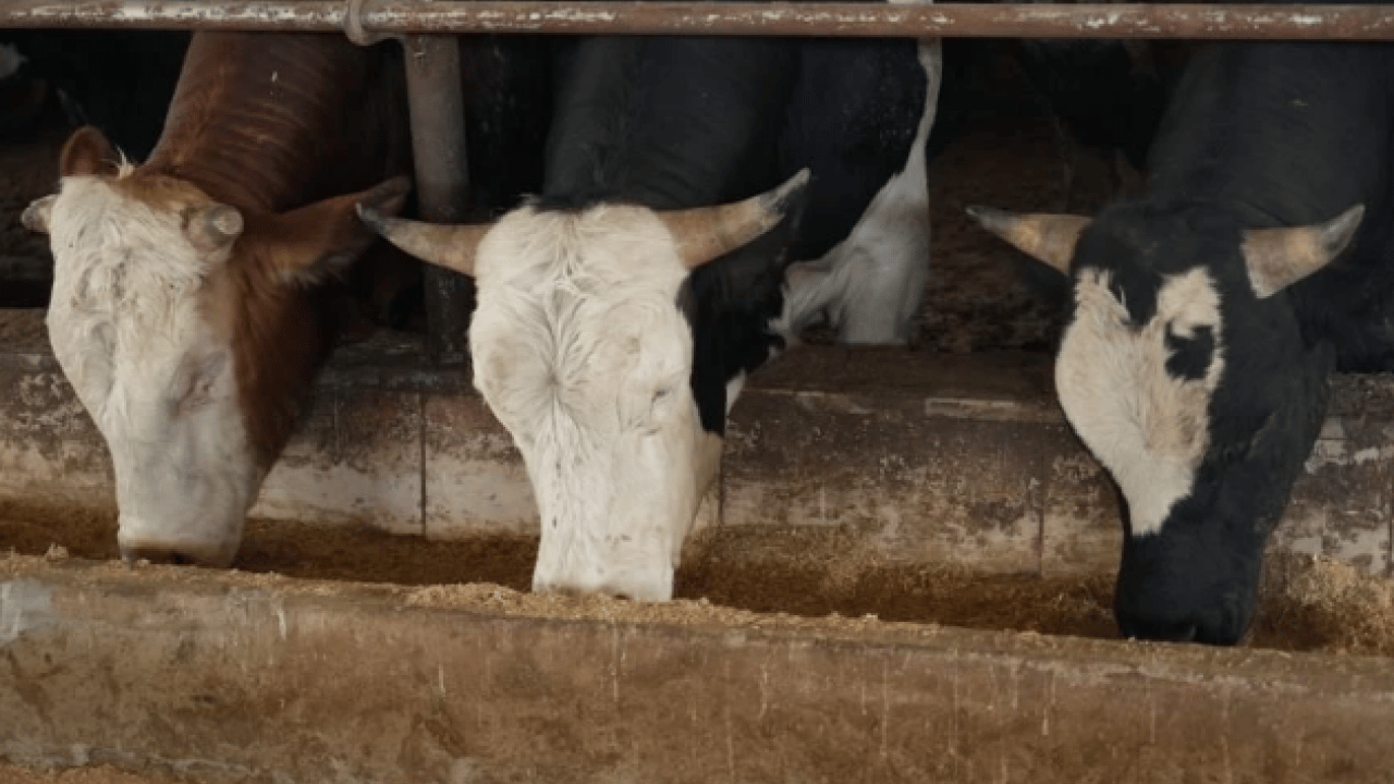 Foto - O ilimizden 50 bin kurbanlık sevk edilecek! Kurban Bayramı öncesi hayvan hareketliliği başladı