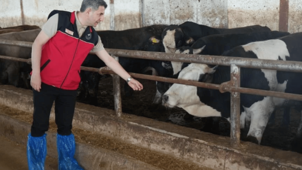 Foto - O ilimizden 50 bin kurbanlık sevk edilecek! Kurban Bayramı öncesi hayvan hareketliliği başladı