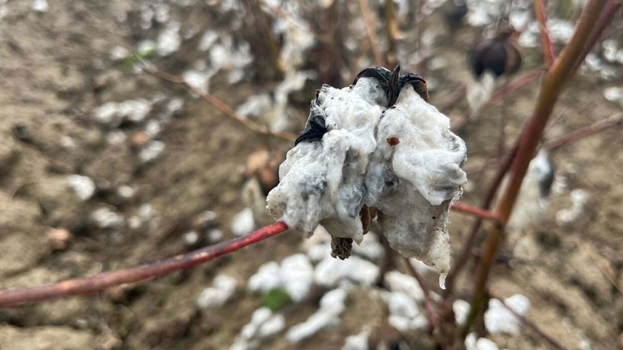 O ilimizi dolu vurdu! 6 bin dönümlük pamuk tarlası bu hale geldi