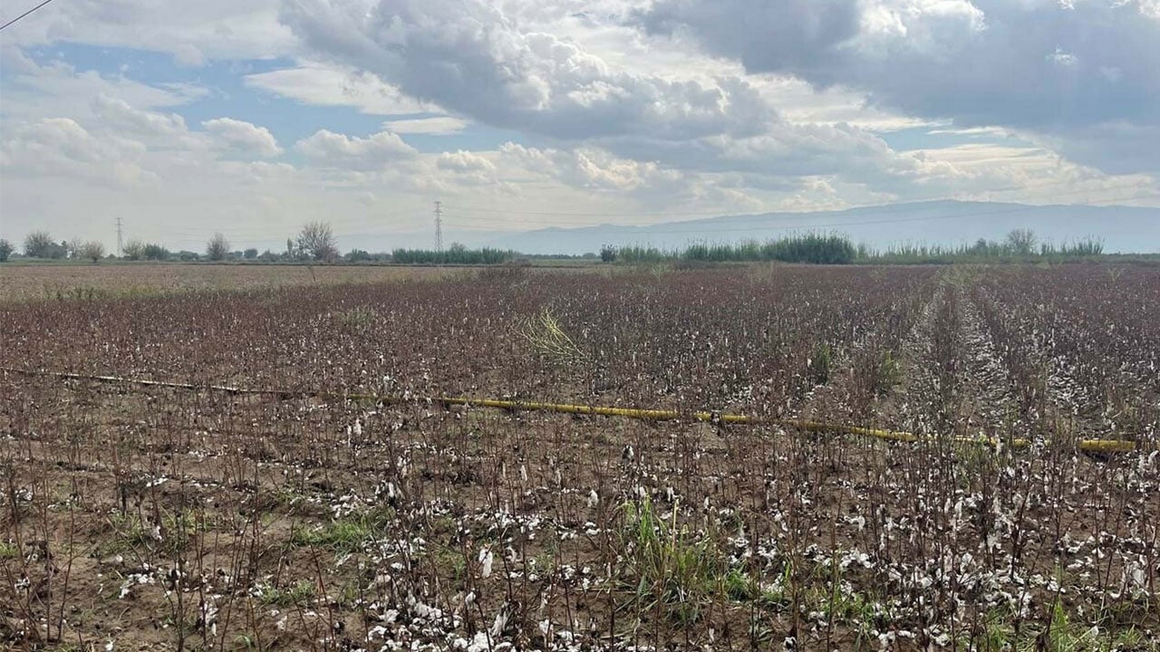 Foto - O ilimizi dolu vurdu! 6 bin dönümlük pamuk tarlası bu hale geldi