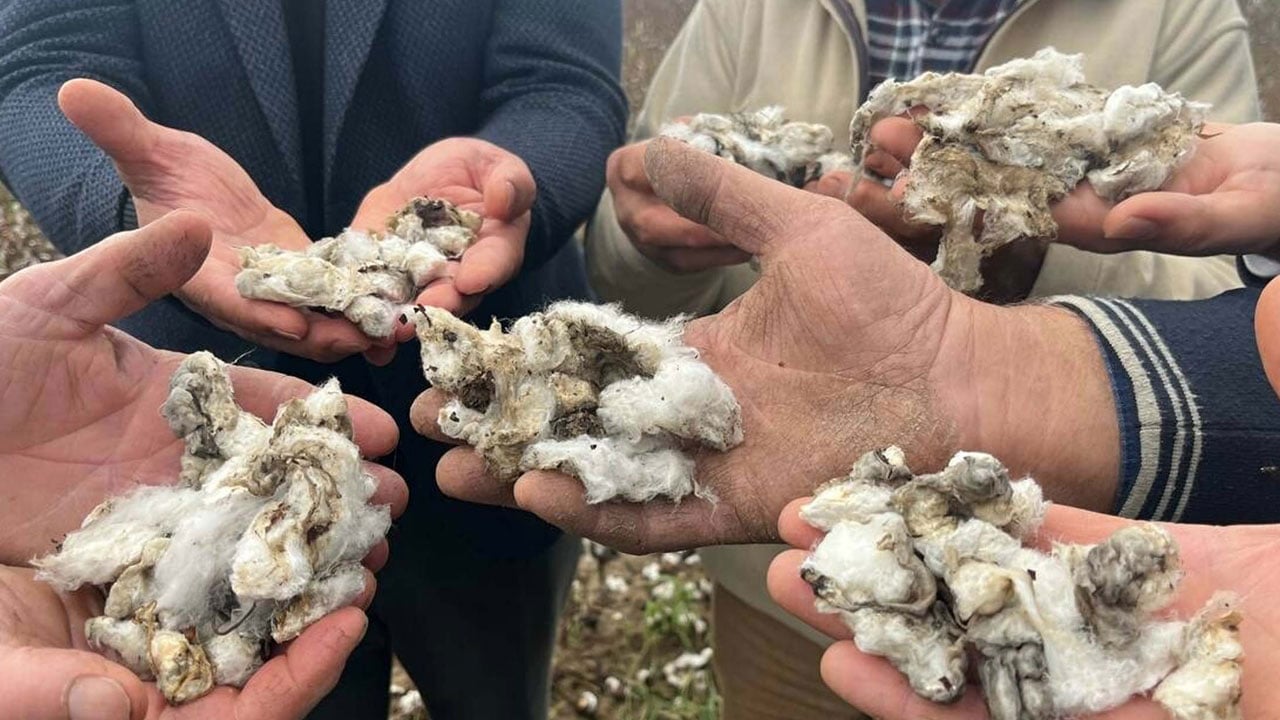 Foto - O ilimizi dolu vurdu! 6 bin dönümlük pamuk tarlası bu hale geldi