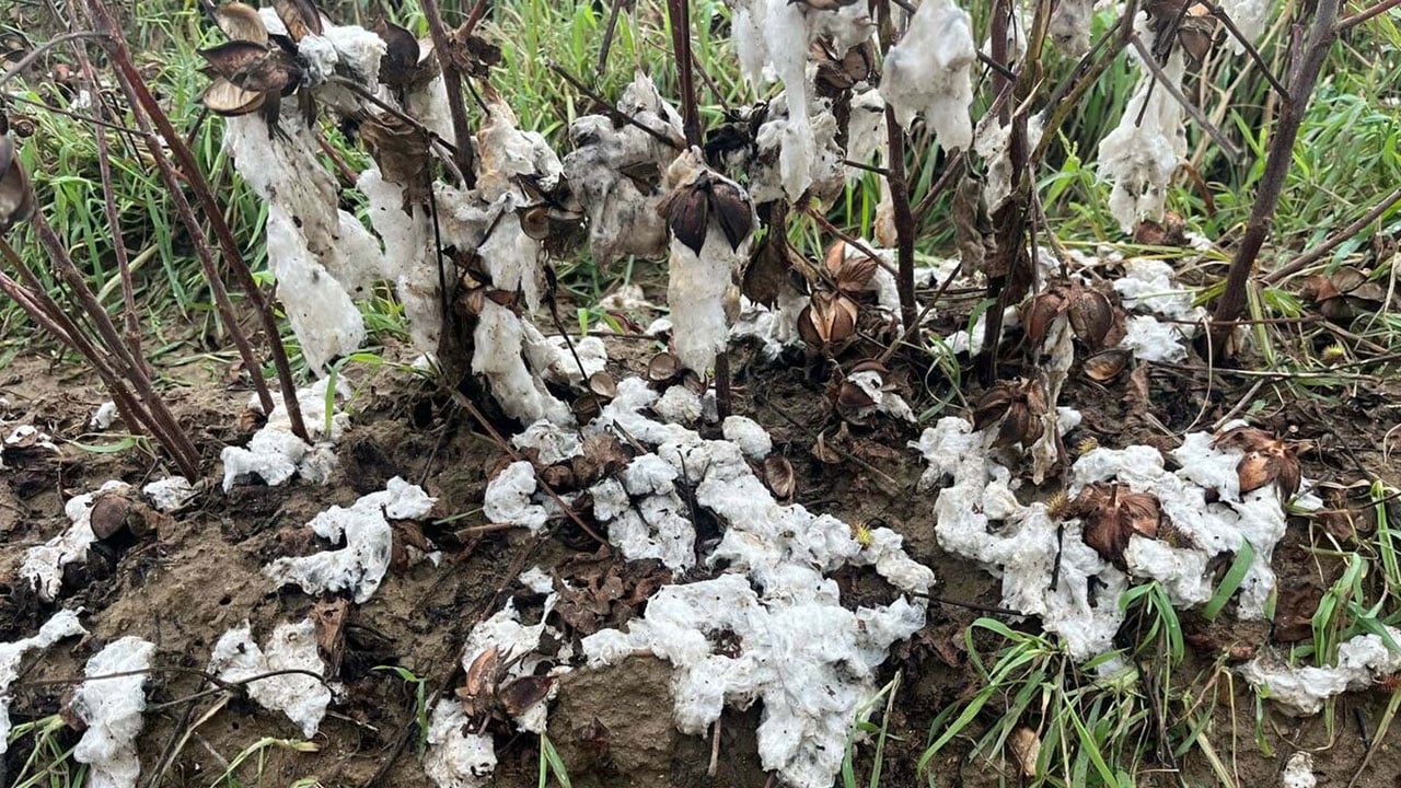 Foto - O ilimizi dolu vurdu! 6 bin dönümlük pamuk tarlası bu hale geldi