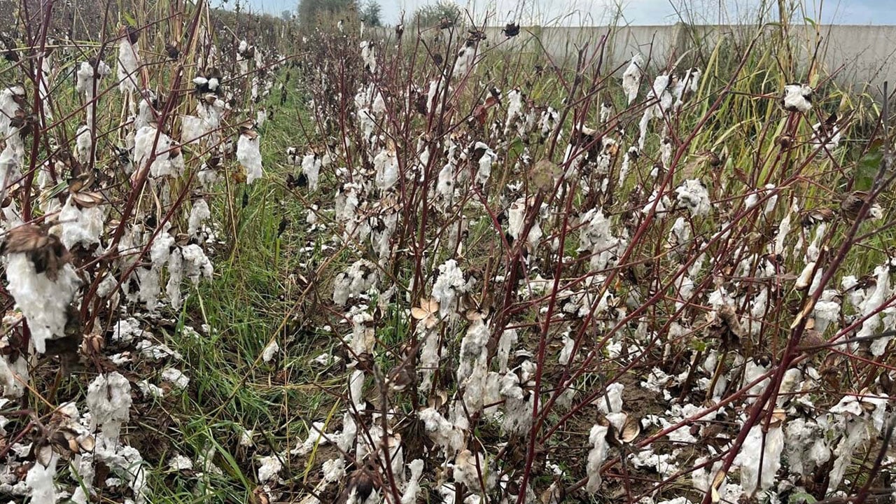 Foto - O ilimizi dolu vurdu! 6 bin dönümlük pamuk tarlası bu hale geldi