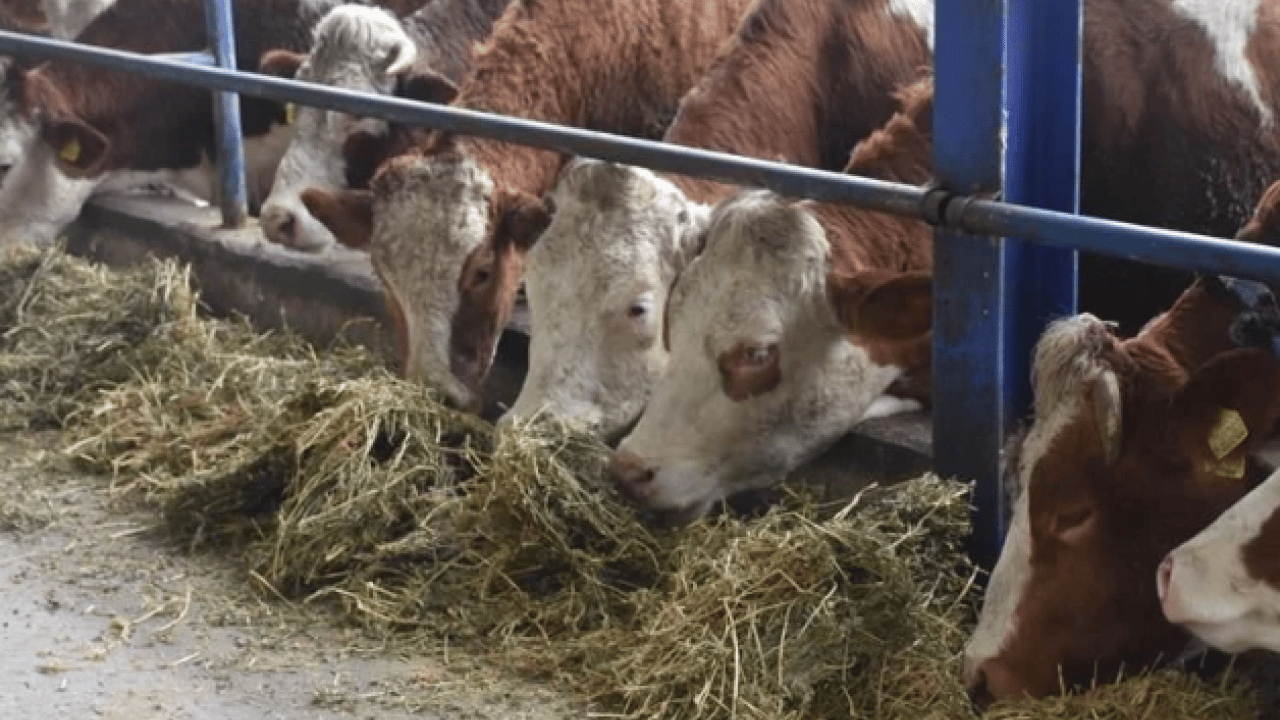 Foto - O kentte kırmızı alarm! 40 gün süreyle karantinaya alındı