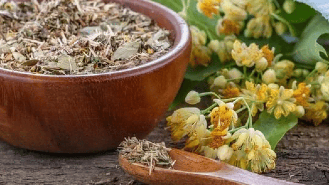 Foto - Şifa saçıyor! Ihlamur tüketmeyen pişman olur: Doğal antibiyotik kimse bu etkilerini bilmiyor