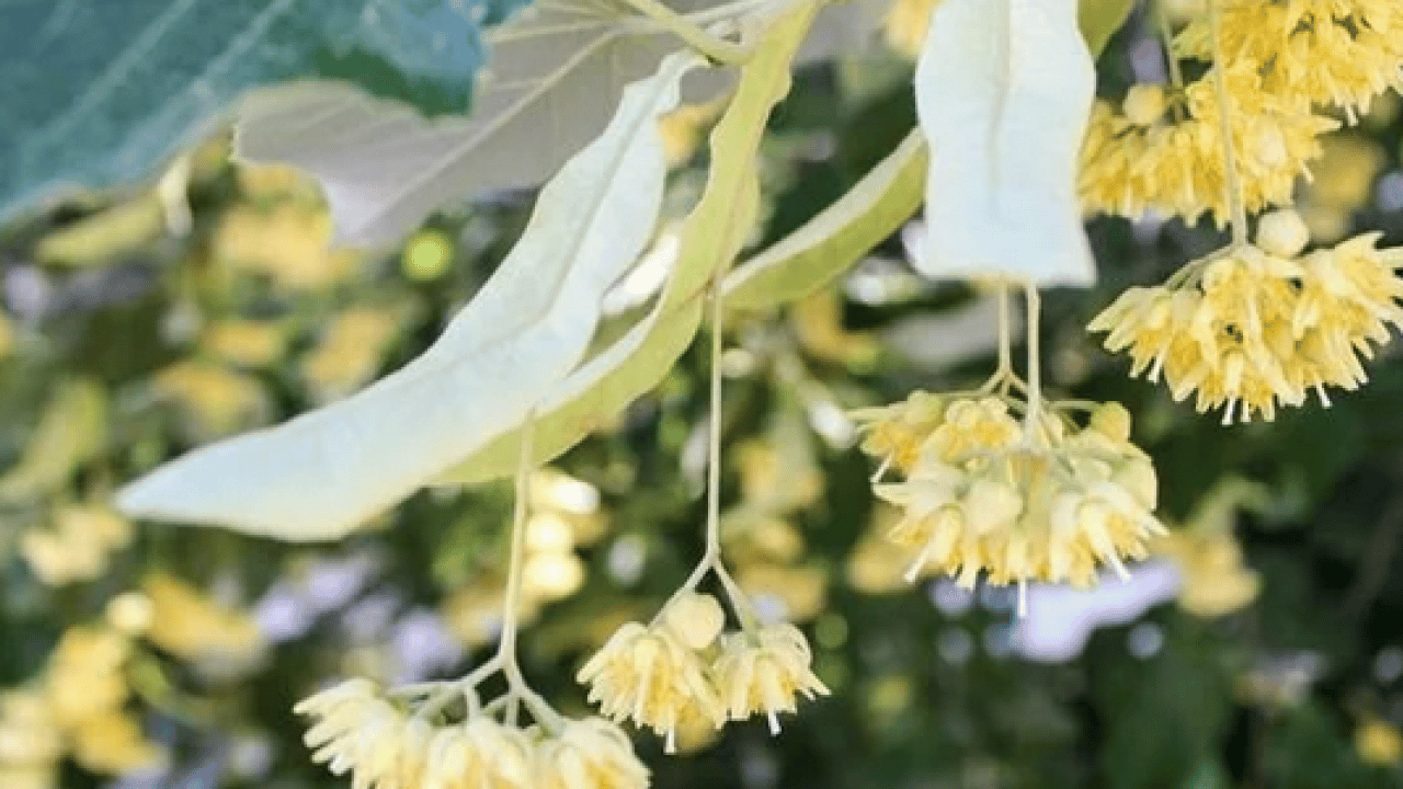 Şifa saçıyor! Ihlamur tüketmeyen pişman olur: Doğal antibiyotik kimse bu etkilerini bilmiyor
