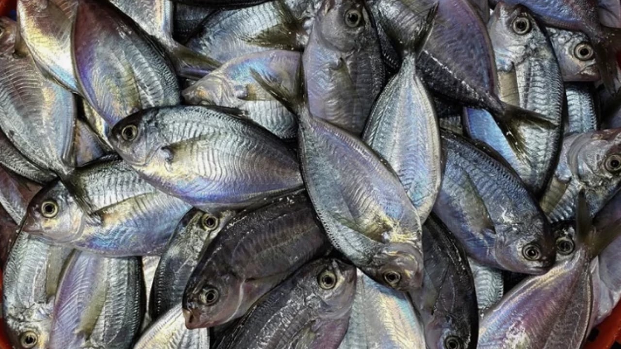 Foto - O ülkede 55 yıldır yasak! Bu balığı yiyen 2 saat içinde ölüyor