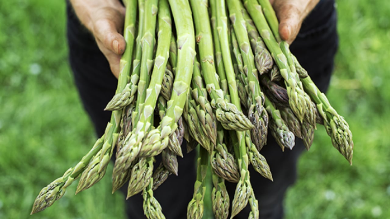 Foto - Günlük sofraların asil sebzesi: Kalp ve damarın kurtarıcısı! 