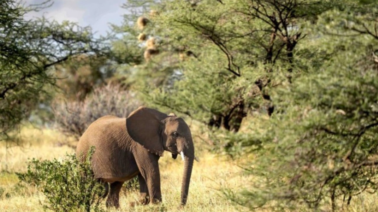 Foto - Öğrenince çok şaşıracaksınız! İşte fillerin doğaüstü 7 özelliği