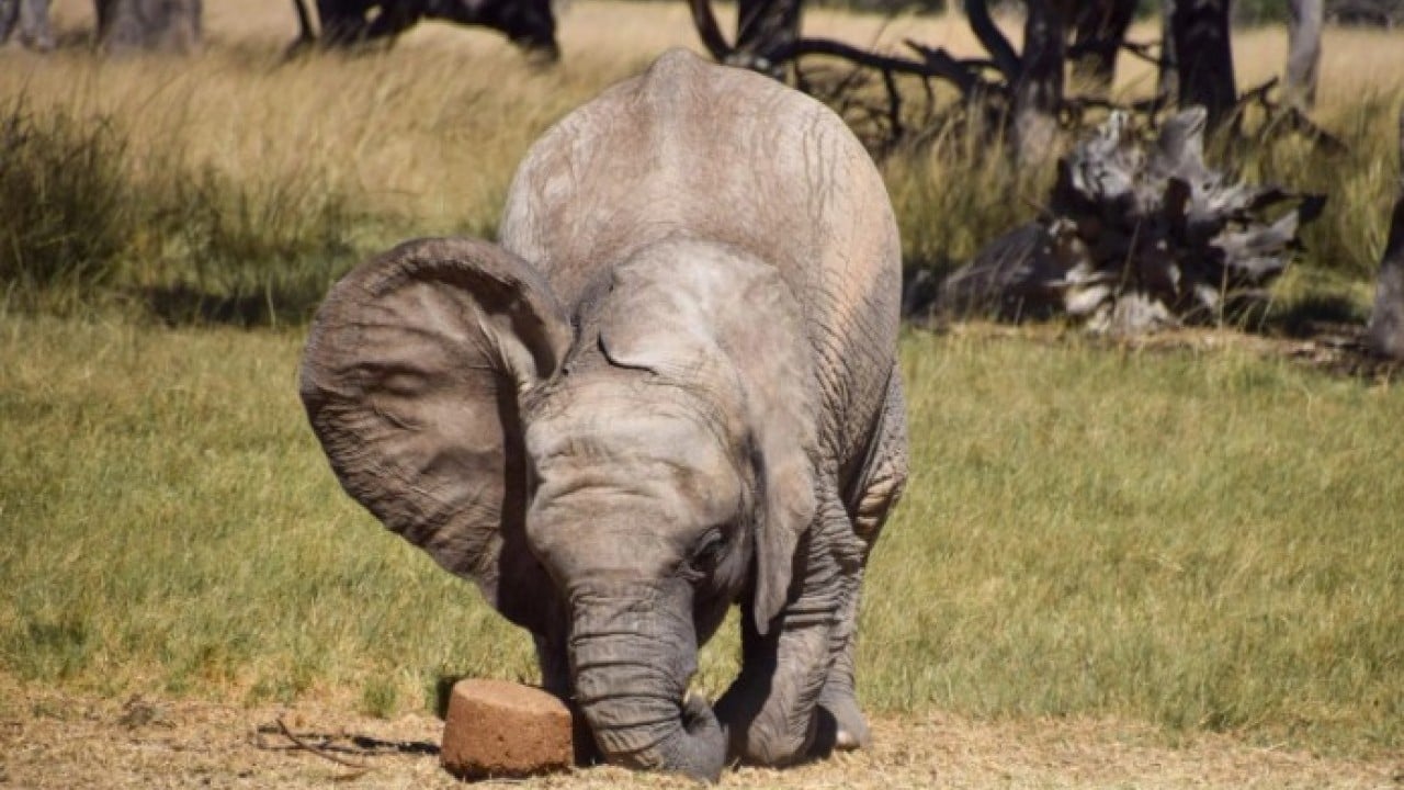 Foto - Öğrenince çok şaşıracaksınız! İşte fillerin doğaüstü 7 özelliği